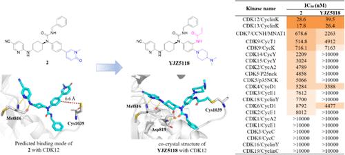 Discovery of YJZ5118: A Potent and Highly Selective Irreversible CDK12/13 Inhibitor with Synergistic Effects in Combination with Akt Inhibition