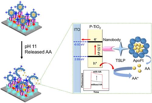 Ascorbic Acid Encapsulated in Apoferritin as Improved Protoporphyrin-Sensitized TiO2 Nanoarrays of a Photoelectrochemical Nanobody-Based Microfluidic Biosensor for Immunoassay