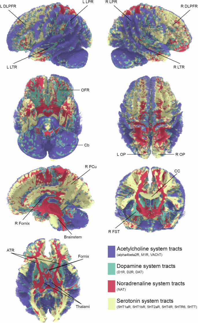 Neurotransmitters’ white matter mapping unveils the neurochemical fingerprints of stroke