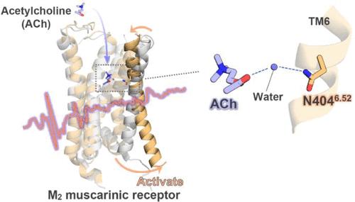 Discovering Key Activation Hotspots in the M2 Muscarinic Receptor