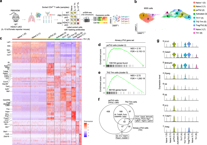 Single-cell and chromatin accessibility profiling reveals regulatory programs of pathogenic Th2 cells in allergic asthma
