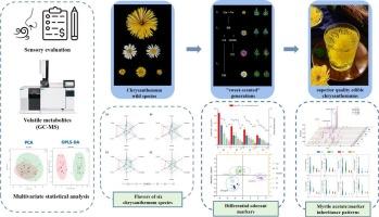 Comparative investigation of aroma characteristics of six chrysanthemum species based on sensory evaluation and multivariate statistical analysis to provide a strategy for the cultivation of sweet-scented chrysanthemums