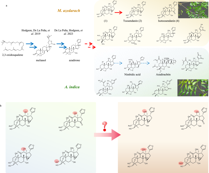 Comparative genomics provides insights into the biogeographic and biochemical diversity of meliaceous species