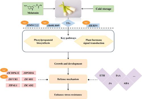 Melatonin Reduces Lignin Biosynthesis by Fostering Epigenetic Modifications in Water Bamboo Shoots under Cold Storage
