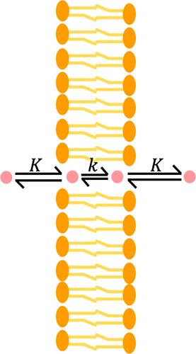 Membrane Binding of Hydrophobic Ions: Application of New Kinetic Techniques