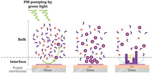 Control of a Gel-Forming Chemical Reaction Network Using Light-Triggered Proton Pumps