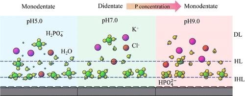 EIS Study on Competitive Adsorption at the TiO2–Solution Interface