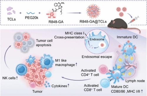 Galloylated Toll-Like Receptor 7/8 Agonist Nanovaccine for Enhanced Tumor Antigen Delivery in Personalized Immunotherapy
