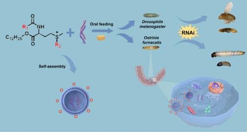 Methionine-Based Sulfonium Lipid Mediates dsRNA for Gene Silencing in Pests