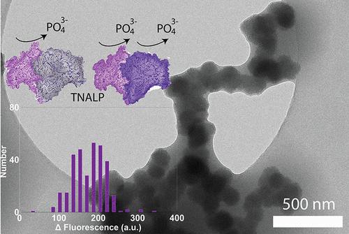 Role of Heterogeneous Enzyme Activity in the Formation of Calcium Phosphate Nanomaterials