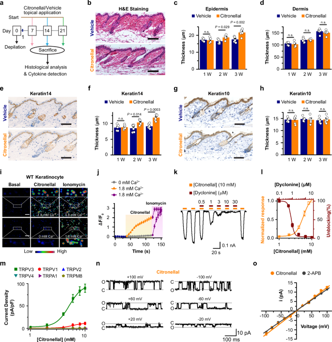 Plant essential oil targets TRPV3 for skin renewal and structural mechanism of action