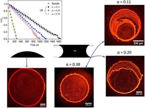 Insights into Transient Dynamics of Bacteria-Laden Liquid Bridges