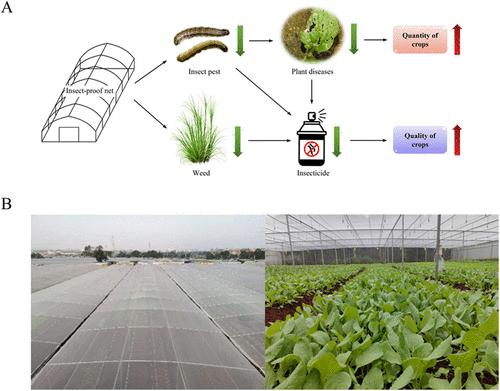 An Insect-Proof Net Technique Can Help Reduce Pesticide Application on Vegetables