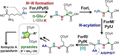 Revision of the Formycin A and Pyrazofurin Biosynthetic Pathways Reveals Specificity for d-Glutamic Acid and a Cryptic N-Acylation Step During Pyrazole Core Formation