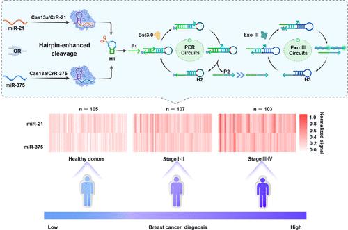 Logic-Measurer: A Multienzyme-Assisted Ultrasensitive Circuit for Logical Detection of Exosomal MicroRNAs