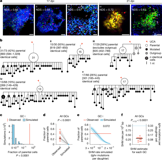 Transient silencing of hypermutation preserves B cell affinity during clonal bursting