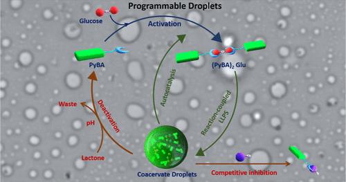 Programmable Coacervate Droplets via Reaction-Coupled Liquid–Liquid Phase Separation (LLPS) and Competitive Inhibition