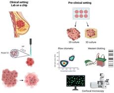 Engineered anti-HER2 drug delivery nanosystems for the treatment of breast cancer†