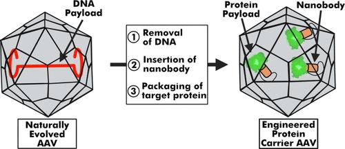 Protein Carrier Adeno-Associated Virus