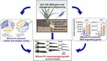 Bioremediation Potential of Sulfadiazine-Degrading Bacteria: Impacts on Ryegrass Growth and Soil Functionality