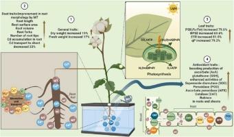 Pre-treatment of roots with melatonin triggers a key tolerance mechanism underlying cadmium stress in cotton seedlings