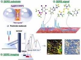 Multifunctional surface-enhanced Raman scattering imaging for detection and visualization of pesticide residues in crops