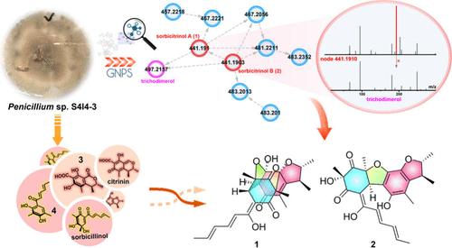 Sorbicitrinols A and B, Two Sorbicillinoids with Unprecedented Skeletons Uncovered from Sponge-Derived Fungus Penicillium sp. S4I4-3 by a Molecular Networking Strategy