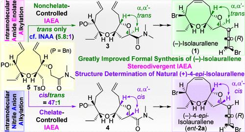 Formal Total Synthesis of (−)-Isolaurallene and Structure Determination of (+)-4-epi-Isolaurallene via Stereodivergent Intramolecular Amide Enolate Alkylation