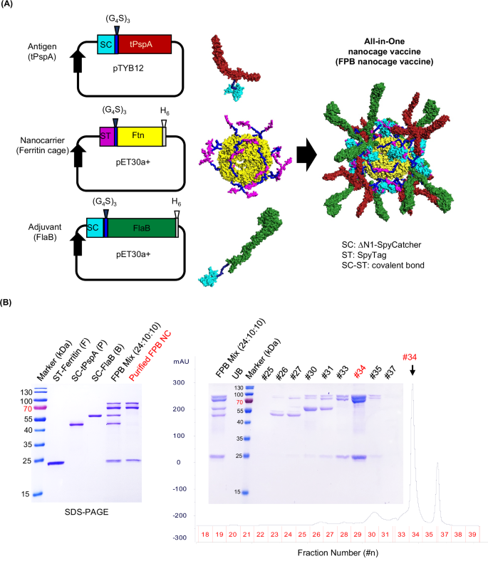 A combined adjuvant and ferritin nanocage based mucosal vaccine against Streptococcus pneumoniae induces protective immune responses in a murine model