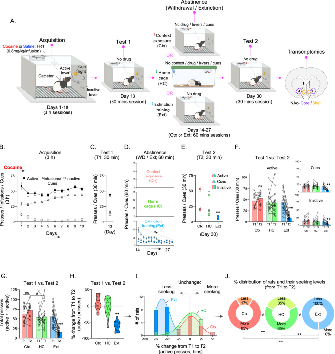 Transcriptional characterization of cocaine withdrawal versus extinction within nucleus accumbens in male rats