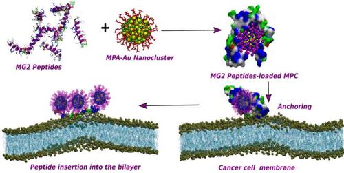 Unveiling Interactions of a Peptide-Bound Monolayer-Protected Metal Nanocluster with a Lipid Bilayer
