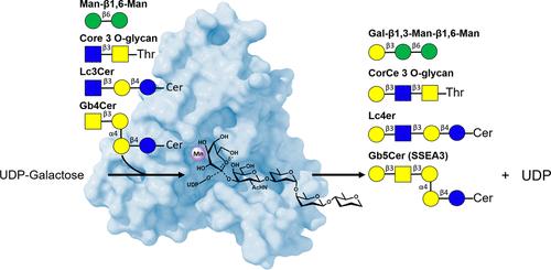 Structure-Based Mechanism and Specificity of Human Galactosyltransferase β3GalT5