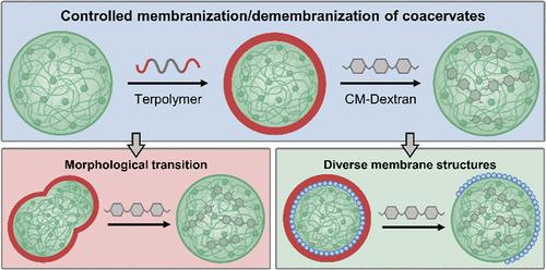 Dynamic and Diverse Coacervate Architectures by Controlled Demembranization