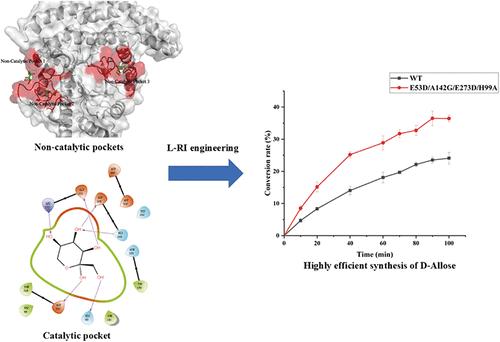 Enhancing the Catalytic Efficiency of l-Rhamnose Isomerase for d-Allose Synthesis through Simultaneous Engineering of Noncatalytic and Catalytic Pockets