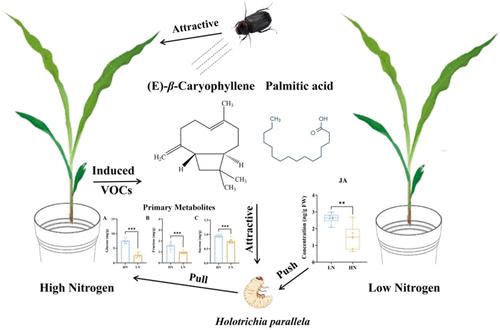 High Nitrogen Enhances Maize Susceptibility to Holotrichia parallela via β-Caryophyllene-Mediated Olfactory Recognition and Jasmonate Suppression