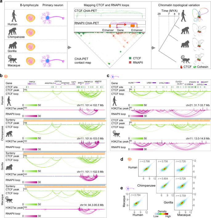 Evolutionary divergence in CTCF-mediated chromatin topology drives transcriptional innovation in humans