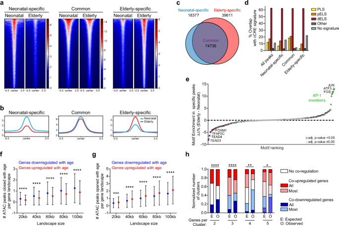FOXM1 expression reverts aging chromatin profiles through repression of the senescence-associated pioneer factor AP-1