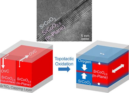 Freestanding Perovskite and Brownmillerite SrCoOx Membranes for Direct Imaging of Topotactic Phase Transitions