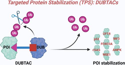 Deubiquitinase-Targeting Chimeras (DUBTACs) as a Potential Paradigm-Shifting Drug Discovery Approach