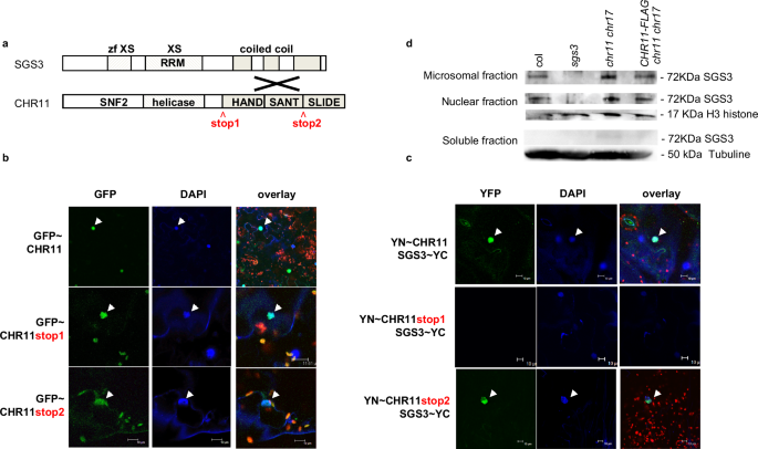Arabidopsis SGS3 is recruited to chromatin by CHR11 to select RNA that initiate siRNA production