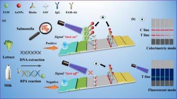 Ultrasensitive point-of-care testing of salmonella in lettuce and milk samples using a recombinase polymerase amplification-based colorimetric/fluorescent dual-readout lateral flow assay
