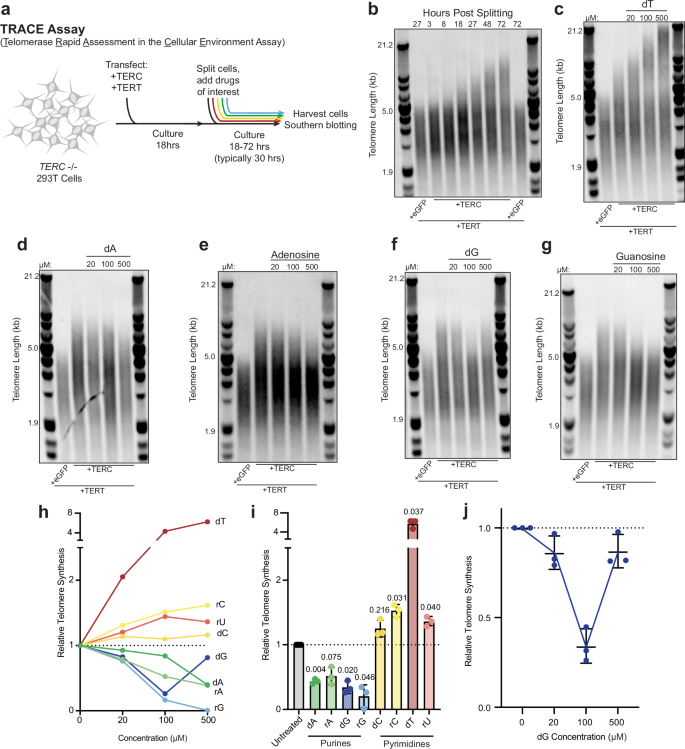 Metabolic constraint of human telomere length by nucleotide salvage efficiency