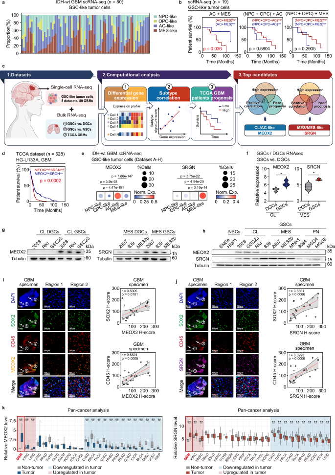Combined targeting of glioblastoma stem cells of different cellular states disrupts malignant progression