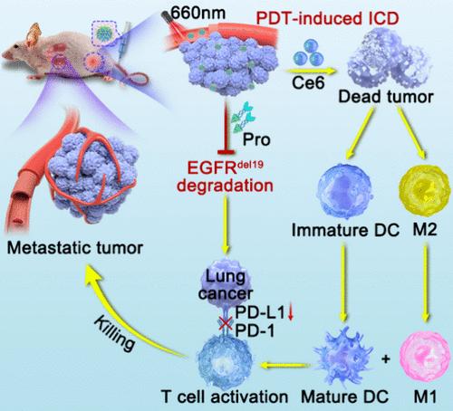 Targeted Degradation of EGFR Mutations via Self-Delivery Nano-PROTACs for Boosting Tumor Synergistic Immunotherapy