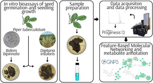 Herbicidal Activity and Metabolic Profiling of Piper tuberculatum Jacq. Leachates