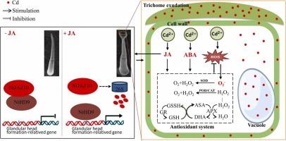 Glandular trichome heads confer cadmium tolerance in Nicotiana tabacum L. via the co-regulation of JA and ABA signaling