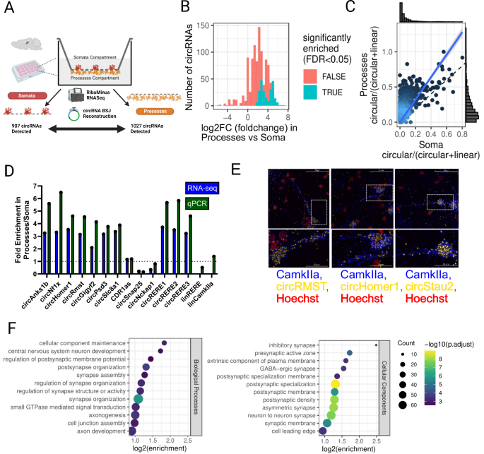 A functional screen uncovers circular RNAs regulating excitatory synaptogenesis in hippocampal neurons