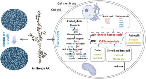 Revealing the Cryoprotective Mechanism of Wheat Bran Antifreeze Arabinoxylan on Yeast Viability by Metabolite Profiling and Comparative Transcriptome Analysis