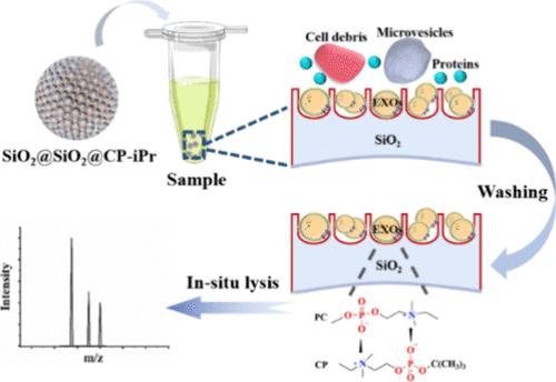 Honeycomb-Shaped Supermacroporous Adsorbent Integrating Size-Exclusion and Selective Chemisorption Enables High-Efficiency Extraction and Analysis of Exosomes from Plasma