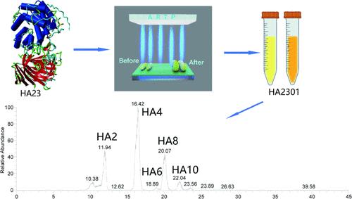 Mutagenesis and Characterization of Hyaluronidase Production by a New Isolate of Citrobacter portucalensis